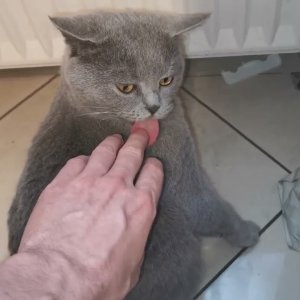 Murka nimmt immer mehr zu was soll man machen