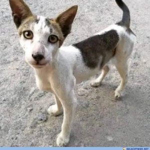Hast du einen Hund oder eine Katze? - Keine Ahnung.