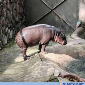 Geiles Wassertier