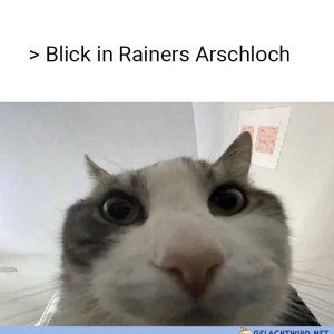 Katzenblick