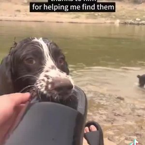 Die Hilfehunde