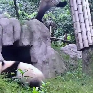 Wie überleben die in freier Wildbahn?
