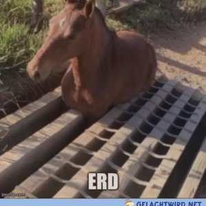 Tiepferd gelegt