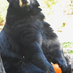 Kürwis ber