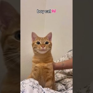 Boycat 😻